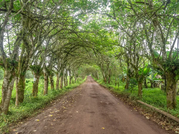 Green Tunnel Made Arching Trees Stock Photo