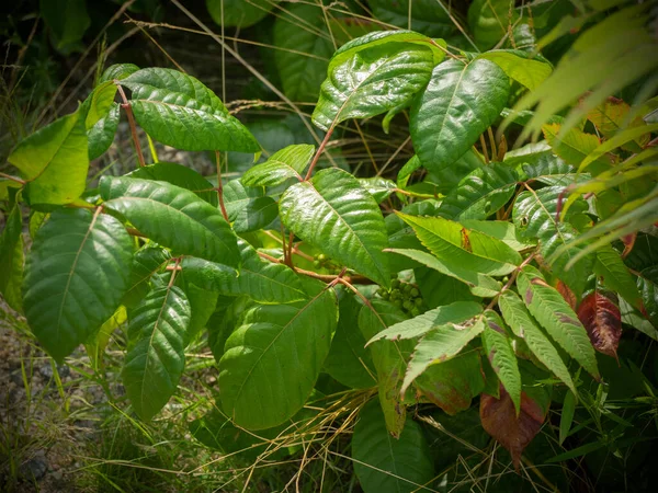 Poison Ivy Plant Found All Parts United States Most People Royalty Free Stock Images
