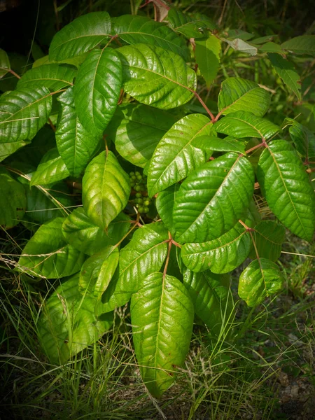 Poison Ivy Plant Found All Parts United States Most People Stock Photo
