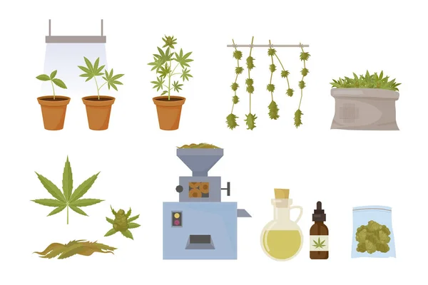 大麻生产 种植药用植物并使药物合法化 病媒大麻和大麻卡通画 — 图库矢量图片