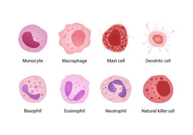 Bağışıklık sistemi hücreleri. Basophil, Eosinophil, Neutrophil, Monocyte ve Fibroblast, karikatür düz farklı şekilli kan hücreleri seti. vektör Eğitimsel Tıbbi Koleksiyon.