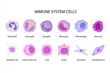 immune system cells. cartoon flat different shaped blood cells set, Basophil, Eosinophil, Neutrophil, Monocyte and Fibroblast. vector educational medical collection. clipart