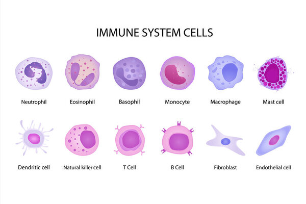 immune system cells. cartoon flat different shaped blood cells set, Basophil, Eosinophil, Neutrophil, Monocyte and Fibroblast. vector educational medical collection.