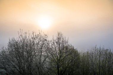 Sarı arkaplanda ağaç silueti
