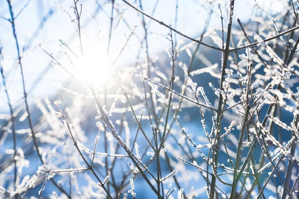Сонце Світить Крізь Дерева Снігом Гілці — стокове фото