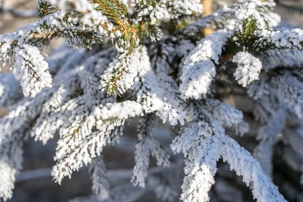 Ağaçların Arasından Parlayan Güneş Dalında Kar Var — Stok fotoğraf