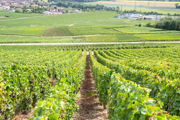 World Famous Champagne Vineyards France — 图库照片