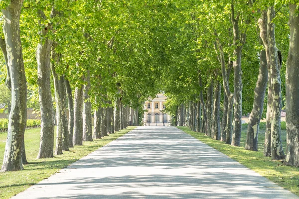 Chateau Margaux Tree Tunnel Bordeaux France — Stockfoto