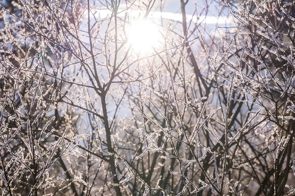 Matahari Bersinar Melalui Pohon Dengan Salju Cabang — Stok Foto