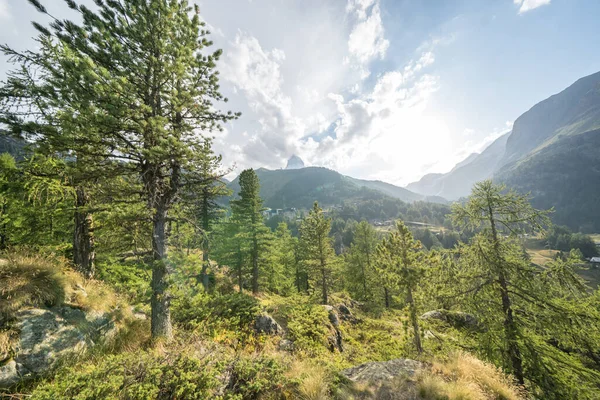 Пейзаж Соснового Леса Закате Швейцарских Альпах — стоковое фото