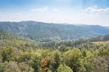 Güneşli bir günde orman manzarası