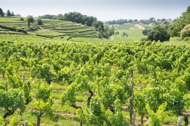 Saint Emilion, Fransa 'da güzel üzüm bağları ve mavi gökyüzü