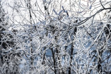 Sun shining through trees with snow on the branch