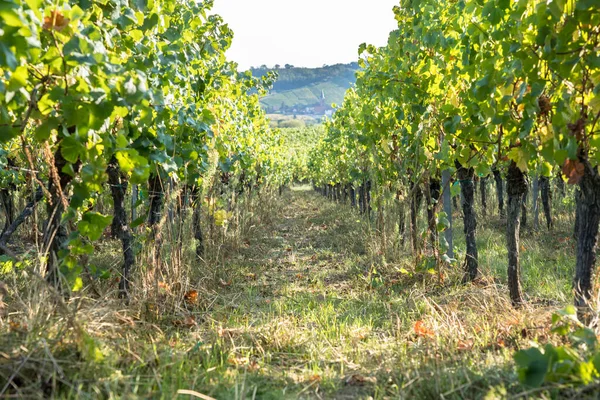 Wijngaard Zeer Beroemde Wijnstreek Alsace Frankrijk — Stockfoto