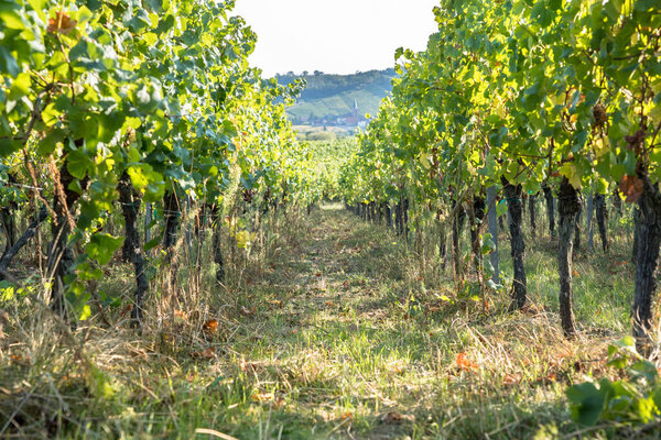 Vineyard in very famous vine region Alsace, France