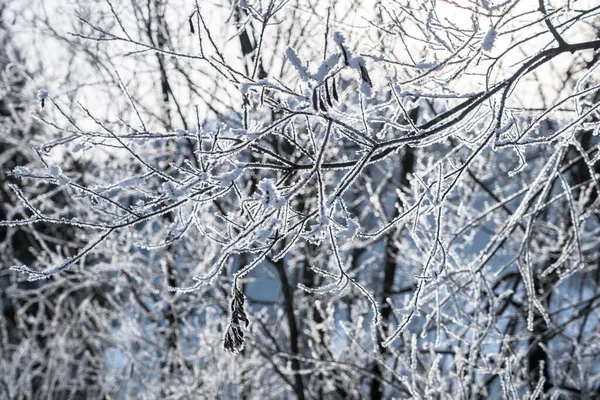 Сонце Світить Крізь Дерева Снігом Гілці — стокове фото