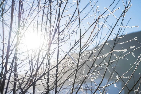Słońce Świecące Wśród Drzew Śniegiem Gałęzi — Zdjęcie stockowe