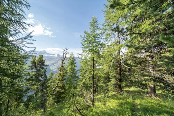 Pejzaż Lasu Sosnowego Zachodzie Słońca Alpach Szwajcarskich — Zdjęcie stockowe
