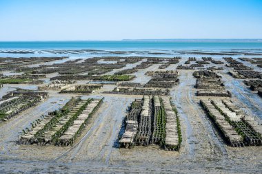 İstiridye tarlasında istiridye yatakları, Cancale, Fransa