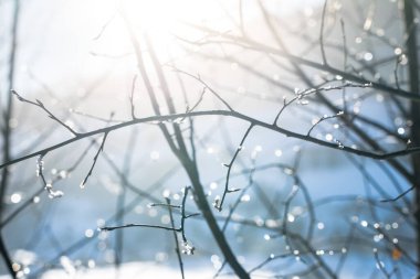 Sun shining through trees with snow on the branch