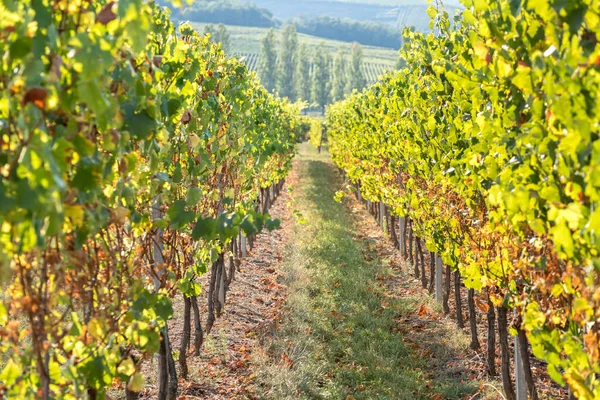 Vignoble Dans Très Célèbre Région Viticole Alsace France — Photo