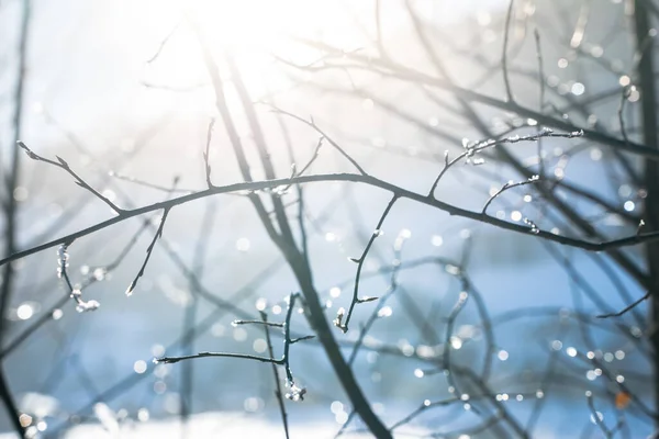 Słońce Świecące Wśród Drzew Śniegiem Gałęzi — Zdjęcie stockowe