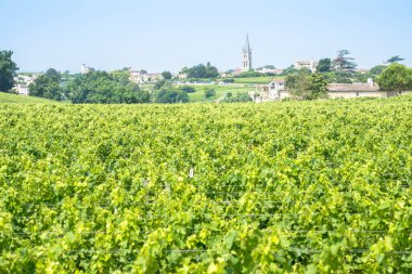 Saint Emilion, Fransa 'da güzel üzüm bağları ve mavi gökyüzü