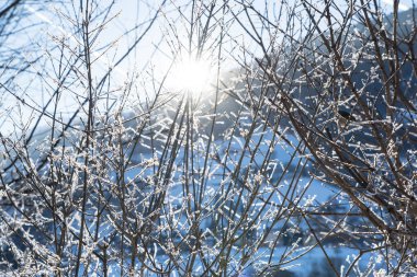 Sun shining through trees with snow on the branch