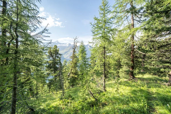 Dennenbos Landschap Bij Zonsondergang Zwitserse Alpen — Stockfoto