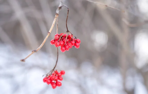 Viburnum Υποκατάστημα Κόκκινα Μούρα Στο Χιόνι — Φωτογραφία Αρχείου