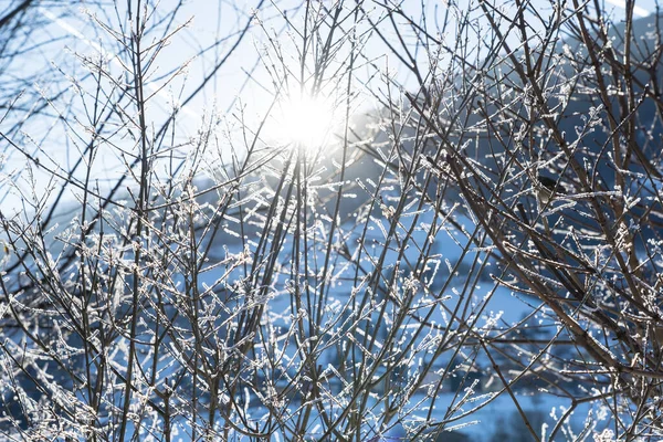 Sun Shining Trees Snow Branch — Stock Fotó