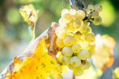 Fransa 'nın en ünlü üzüm bağlarından biri olan Alsace,