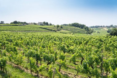 Beautiful vineyard and blue sky in Saint Emilion, France