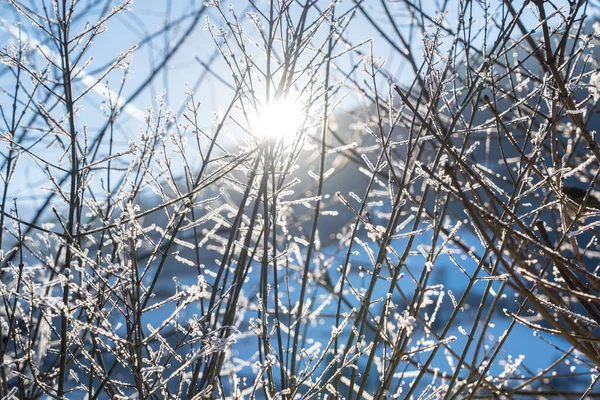 Sun Shining Trees Snow Branch — Stock Fotó