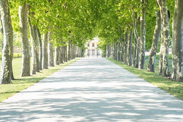 Chateau Margaux Tree Tunnel Bordeaux France — Stock Photo, Image