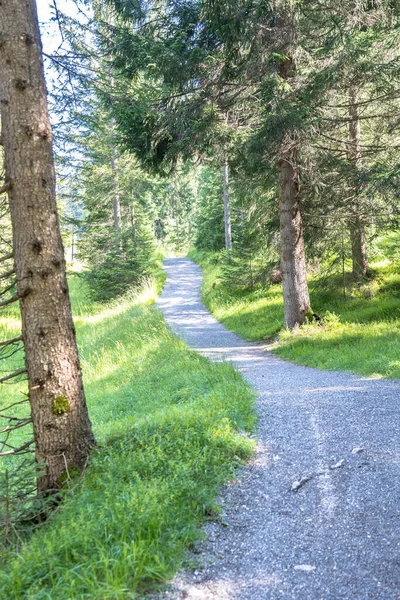 stock image Green pine forest in alps on sunny day