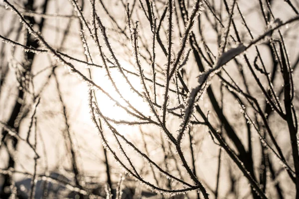 Sol Brillando Través Los Árboles Con Nieve Rama — Foto de Stock