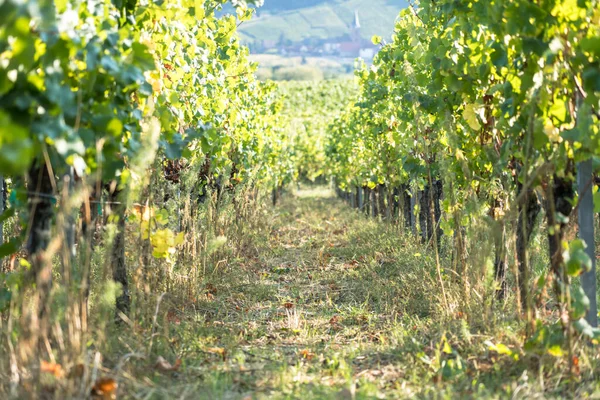 Vignoble Dans Très Célèbre Région Viticole Alsace France — Photo