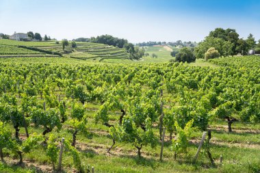 Saint Emilion, Fransa 'da güzel üzüm bağları ve mavi gökyüzü