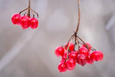 Karda kırmızı meyveler ile kartopu Şubesi
