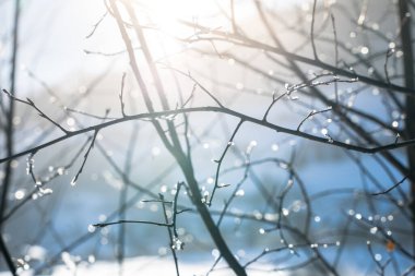 Sun shining through trees with snow on the branch