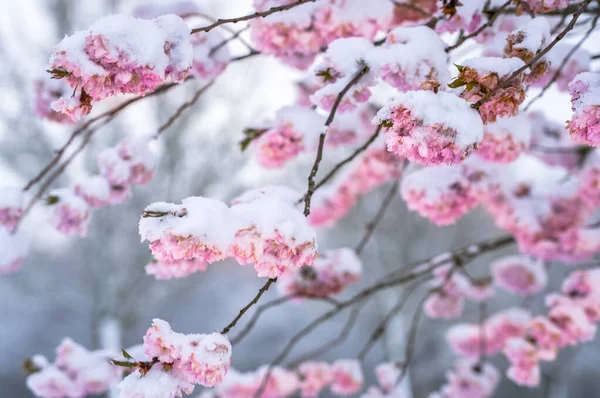 Kirschblüte Mit Schnee Bedeckt — Stockfoto