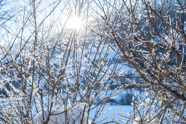 Sole Che Splende Tra Gli Alberi Con Neve Sul Ramo — Foto Stock