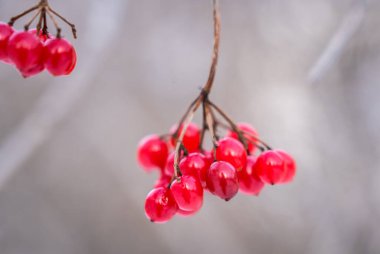 Karda kırmızı meyveler ile kartopu Şubesi