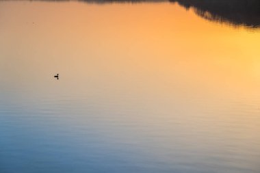 Gün batımında gölde yüzen ördek