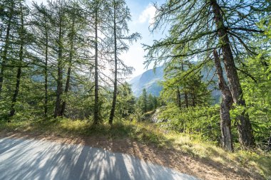 İsviçre Alplerinde günbatımında çam ormanı manzarası