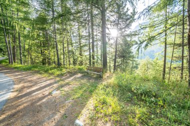 İsviçre Alplerinde günbatımında çam ormanı manzarası