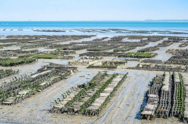 İstiridye tarlasında istiridye yatakları, Cancale, Fransa