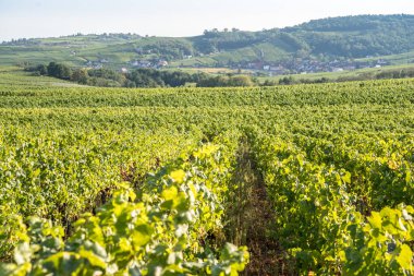 Fransa 'nın en ünlü üzüm bağlarından biri olan Alsace,