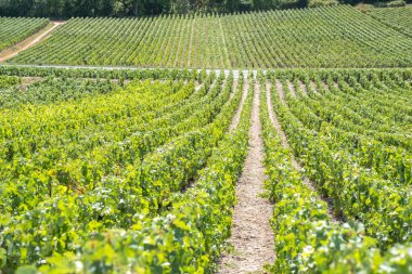 Fransa 'da dünyaca ünlü şampanya bağları